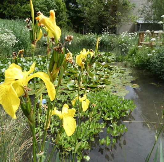 Jardin botanique de l&rsquo;Université Paris-Saclay